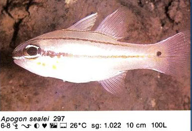 Apogon sealei